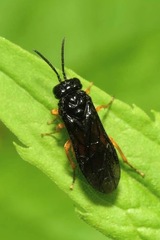 Monophadnus spinolae