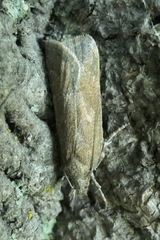 Phaeosaces apocrypta