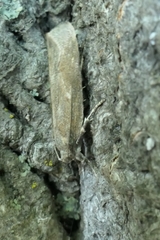 Phaeosaces apocrypta