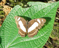 Metamorpha elissa