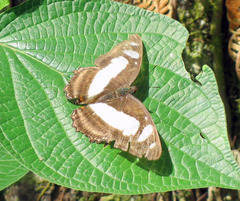 Metamorpha elissa