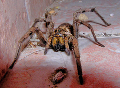 Lycosa tarantula