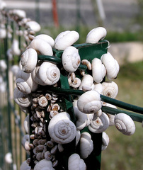 Xeropicta derbentina
