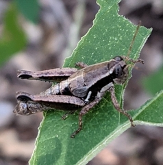 Phaedrotettix dumicola