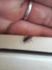 Astylus cyanerythrus