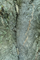 Phaeosaces apocrypta