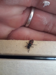 Astylus cyanerythrus