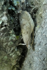 Phaeosaces apocrypta