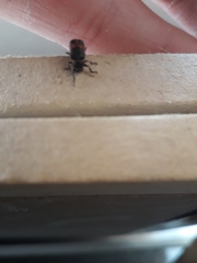 Astylus cyanerythrus