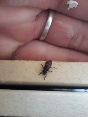 Astylus cyanerythrus