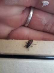 Astylus cyanerythrus