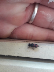 Astylus cyanerythrus