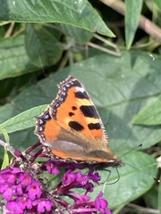 Aglais urticae