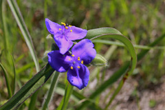 Tradescantia ohiensis