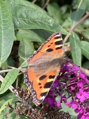 Aglais urticae