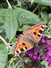 Aglais urticae