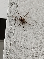 Neotama mexicana