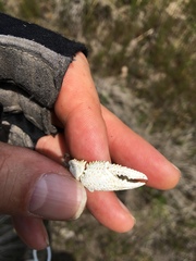 Fallicambarus houstonensis