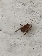 Parasteatoda tepidariorum