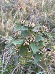 Pluchea foetida foetida