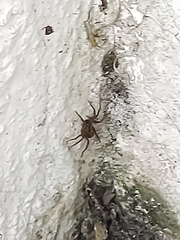 Parasteatoda tepidariorum