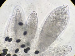 Podospora setosa