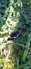 Limenitis glorifica