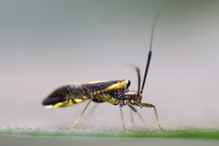 Dictyopsocus pennicornis