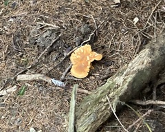 Agaricomycetes