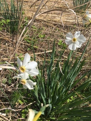 Narcissus poeticus