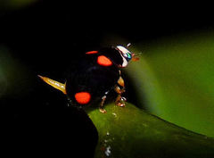 Brachiacantha quadripunctata quadripunctata