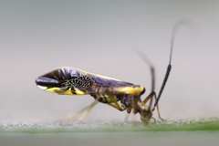 Dictyopsocus pennicornis