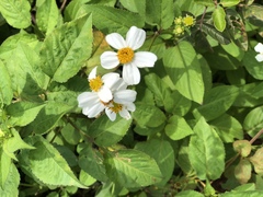 Bidens alba