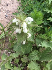 Lamium album