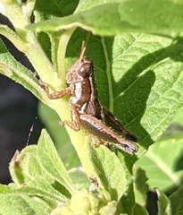 Phaedrotettix dumicola