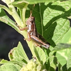 Phaedrotettix dumicola