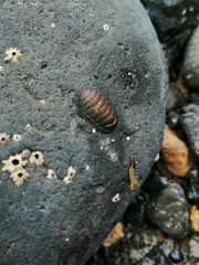 Lepidochitona stroemfelti