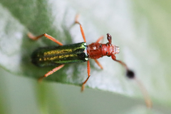 Compsocerus