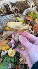 Armillaria