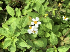 Bidens alba