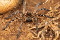 Lycosa tarantula