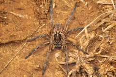 Lycosa tarantula