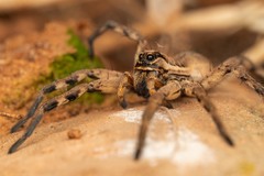 Lycosa tarantula