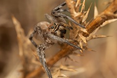Lycosa tarantula
