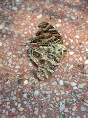 Vanessa virginiensis