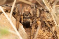 Lycosa tarantula