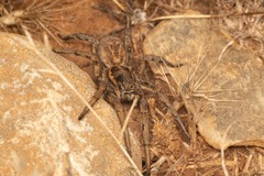 Lycosa tarantula