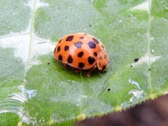 Henosepilachna sumbana