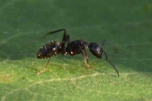 Eastern black carpenter ant
