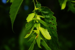 Carpinus caroliniana caroliniana